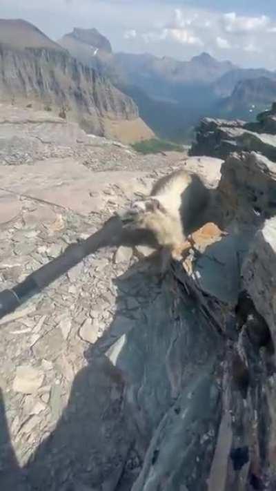 Marmot attempting to steal a trekking pole