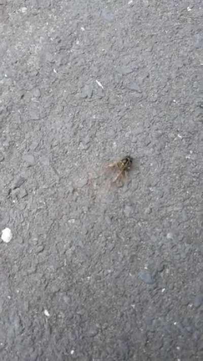 Wasp Head Walking Across The Pavement