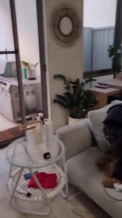 When dogs are not allowed in appartment 🤣