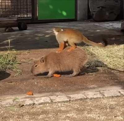 Capybara and monkey
