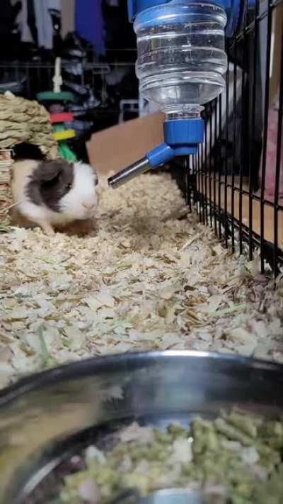 Ace & Neo getting excited they're about to get food