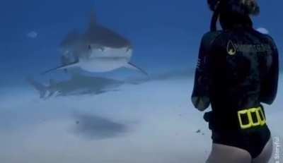 Diver Encounters massive Tiger Shark