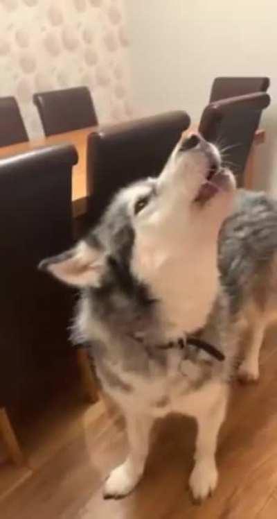 Doggo complains when cat steals bed