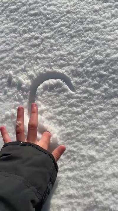 Snow sculpting with a pup.