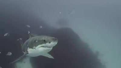 Battle-hardened Great White warrior spotted near Neptune Islands