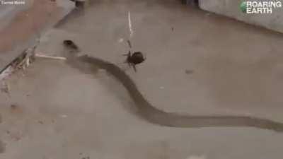 Terrifying Australian redback spider,which can trap and eat snakes more than 50times its size!