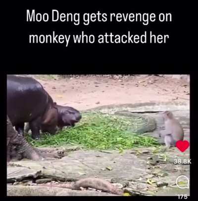 Moo Deng vs Arch-nemesis (monkey)