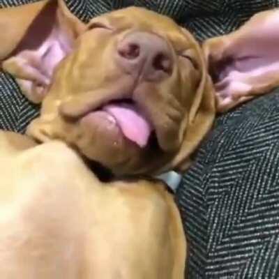 I’m feelin it too pupper.