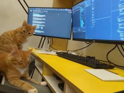 We are doomed! Mittens will conquer the world woth his advanced intelligence