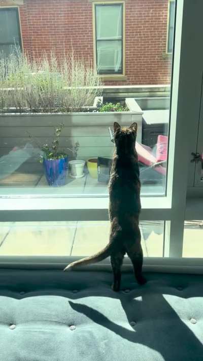 Squirrel sighting today. Engage bulldog tail!