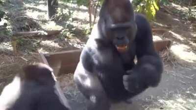 Gorilla dads are armed with towering strength, a pair of deadly fangs, and stunning amounts of patience