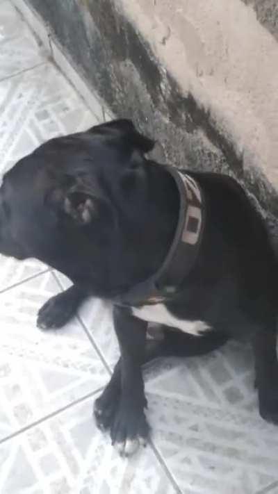 genuine brazilian pitbull, my puppy is one year old....