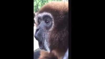 When mr.cow goes live