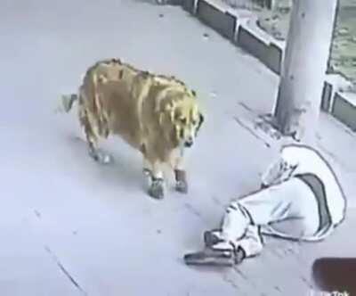 Кошка вырубает мужика. Собака в ботинках.