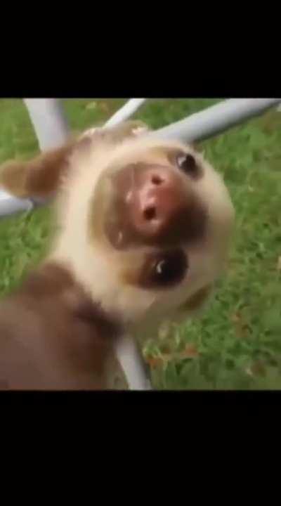 BeelcitosMemes - Video #5737