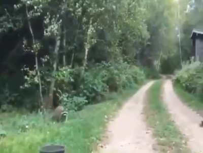 The Trash panda flute, He is able to summon raccoons and direct them