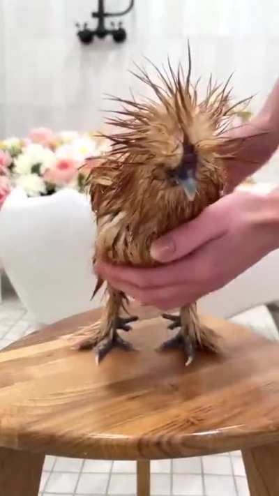 Sorry I can’t go out tonight. I’m giving my chicken a bath. 🥰