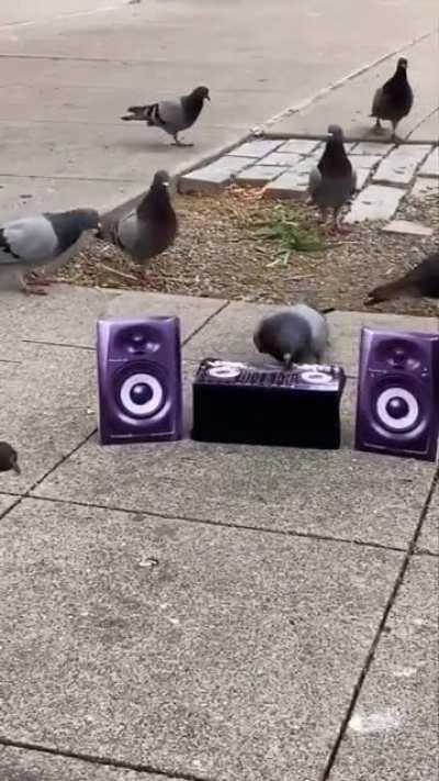 Os maluco não tem o que fazer