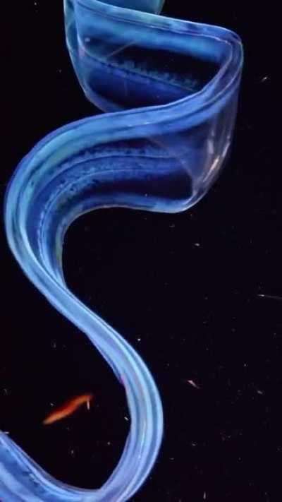 🔥 Venus Girdle is the Northern Light of the Deep. By Alexander Semenov.