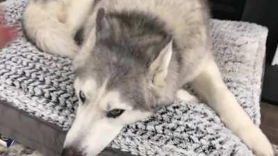 Stubborn Husky lets mom know what he thinks of his new bed