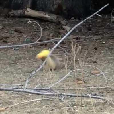 This totally belongs here. From r/eyebleach