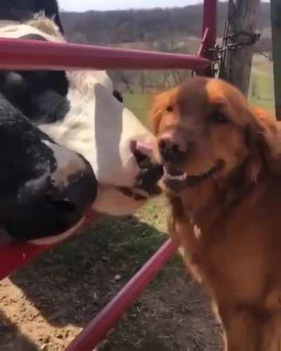 Grass puppers giving kisses to the golden pupper