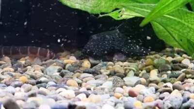 I thought kuhli loaches were supposed to be timid...!