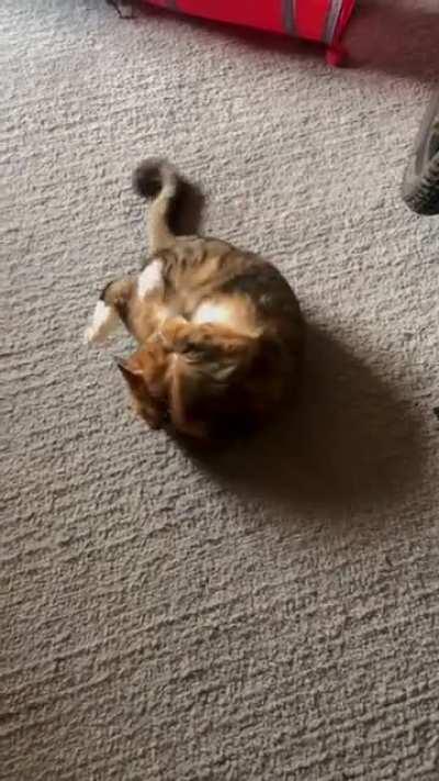 Was told to post my roly girl here