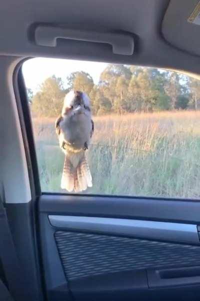 To get rid of a kookaburra