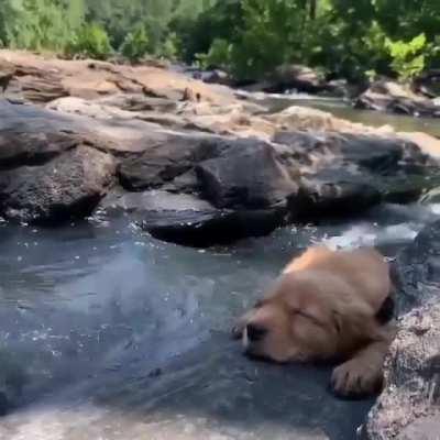 To be a puppy sleeping by a stream