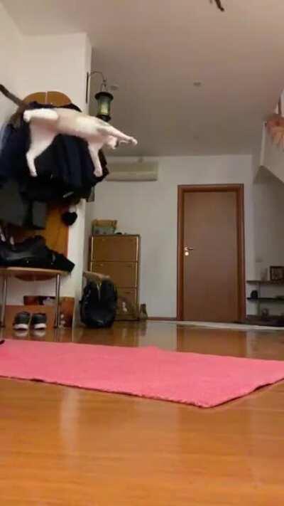 Flying cat