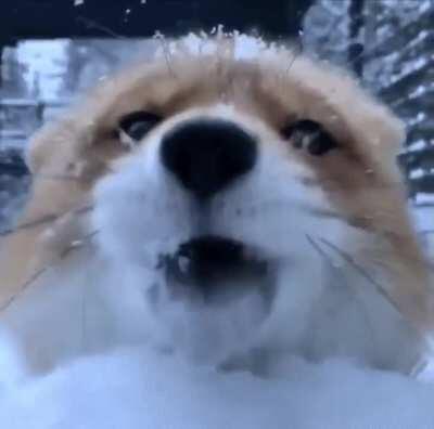 cAMEraMan GEtS eAten aLiVE BY fErAl foX