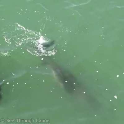 Newborn Bottlenose Dolphins are very dark & have white lines called fetal folds that vanish quickly with age. And their fins are a little floppy.