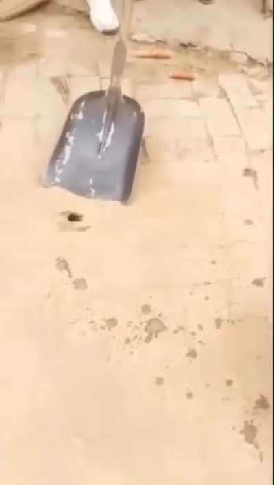 That how you catch a rat