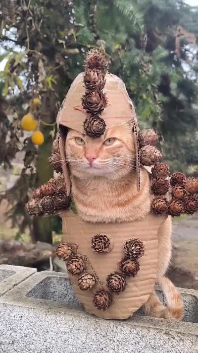 Armour +15 , intelligence -20