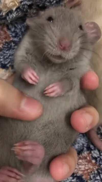 too cute to be real.