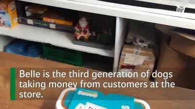 Dog working a register? Only in Ireland!