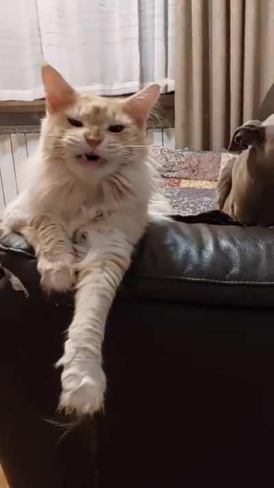 the dog is shaking 🫨