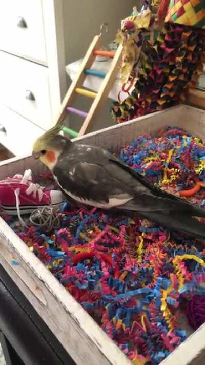 Mango’s first moments foraging for food and treats