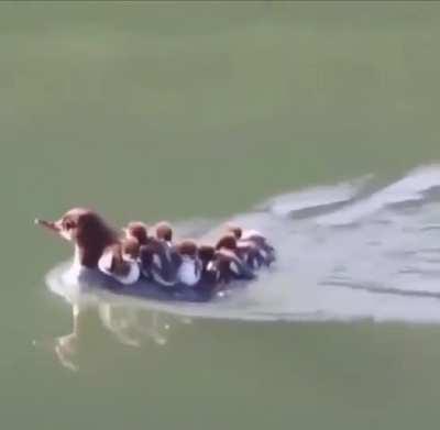 Mommy duck express