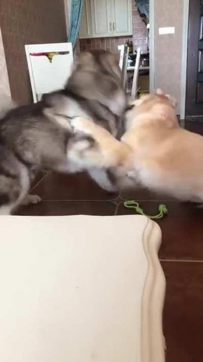 Master Hitcat punishes his pupil for improper form at the dojo