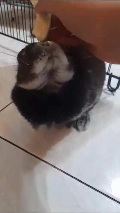 Petting bun while holding snack
