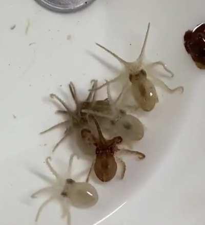 How new born octopus look like