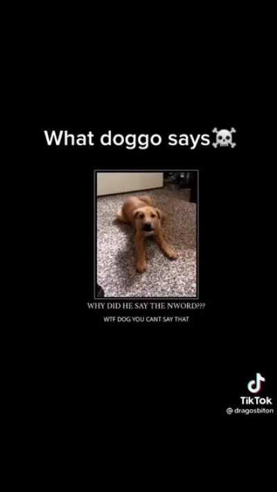 Wtf doggo, why?