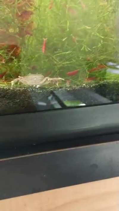 When king Kong comes and gives no ahem.