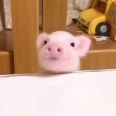 And the most polite piggy award goes to...