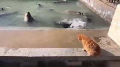 Cat slaps a Seal and sends him back to the pool.