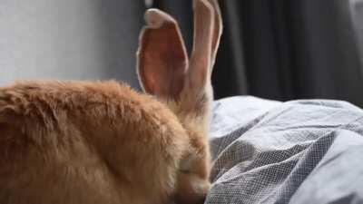 i could watch him do this for hours!!