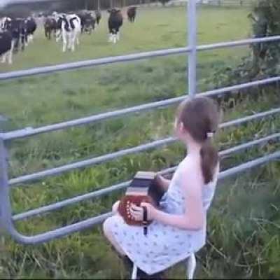 原来对牛弹琴是可以存在的