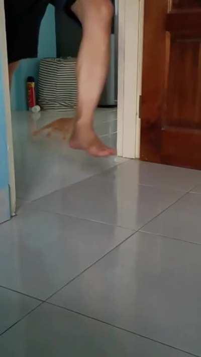 The Fast and the Furriest